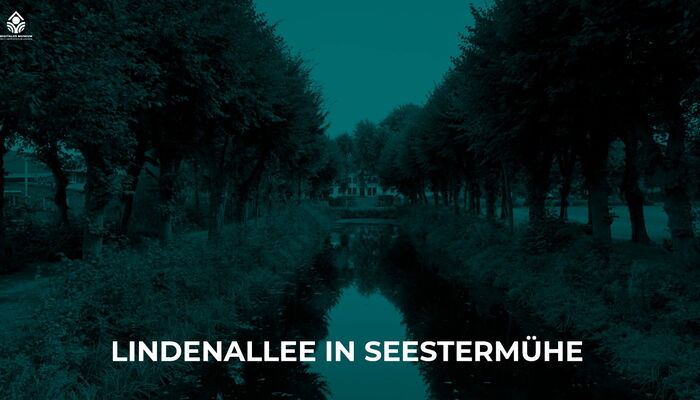 Lindenallee in Sesstermühe