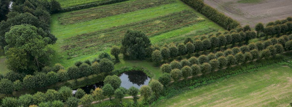 Lindenallee in Seestermühe