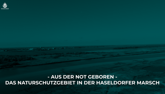 - Aus der Not geboren - Das Naturschutzgebiet in der Haseldorfer Marsch