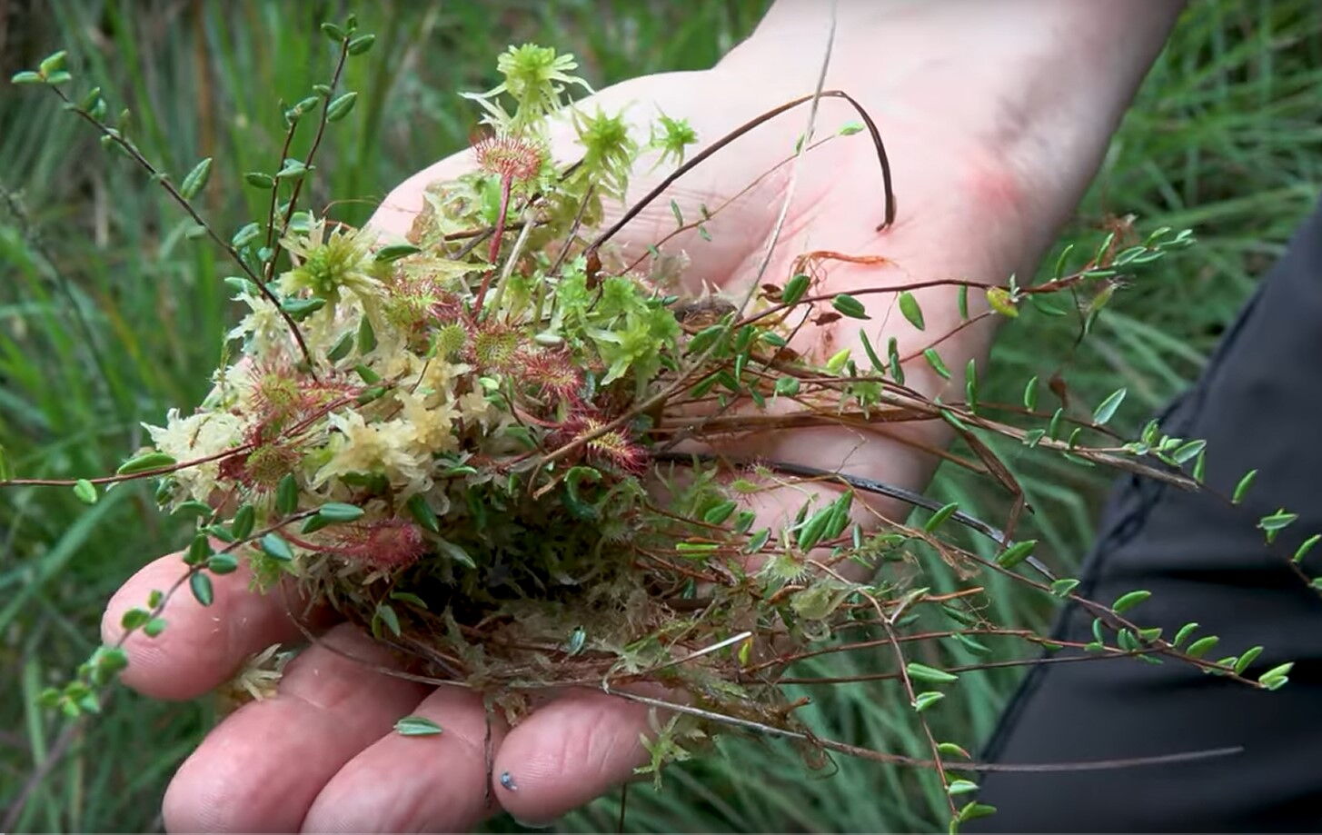 Tävsmoor Heist/Appen