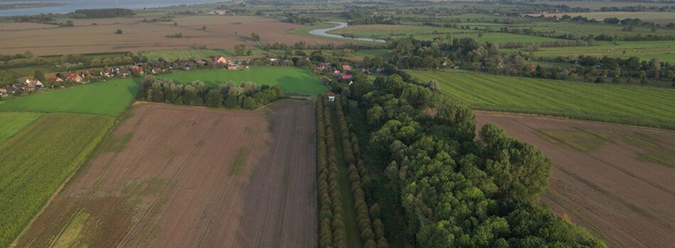 Lindenallee in Seestermühe