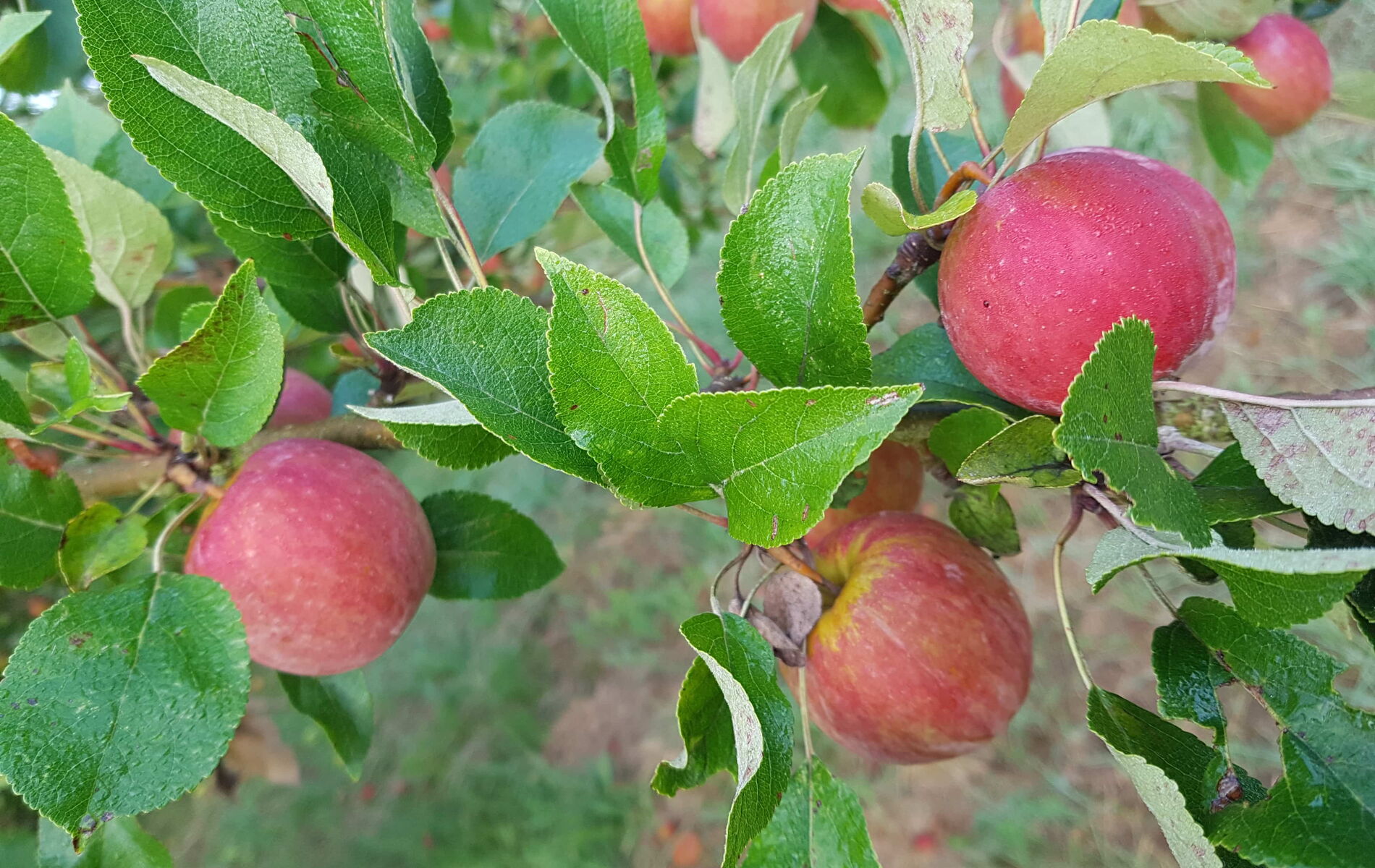 Obstgarten alter Sorten Haseldorf