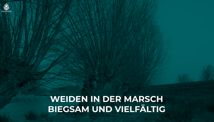 Weiden in der Elbmarsch