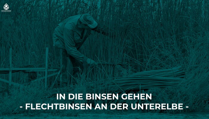 In die Binsen gehen -Flechtbinsen an der Unterelbe-