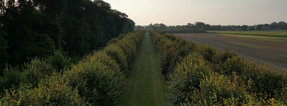 Lindenallee in Seestermühe